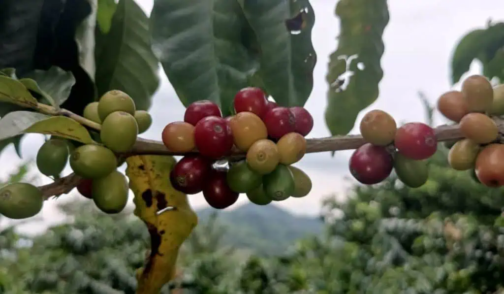 Café de Colombia superó US$2 en bolsa de Nueva York; carga interna con precio alto Café de Colombia superó los US$2 en la bolsa de Nueva York
