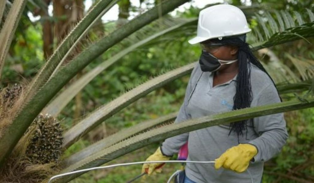 Producción de aceite de palma en Colombia ha crecido 1,1 % en lo corrido del año
