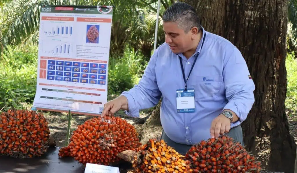 Panorama palmicultura en Colombia: ¿cuánto se exportará para final de 2022? Panorama palmicultura en Colombia: ¿cuánto se exportará para final de 2022?