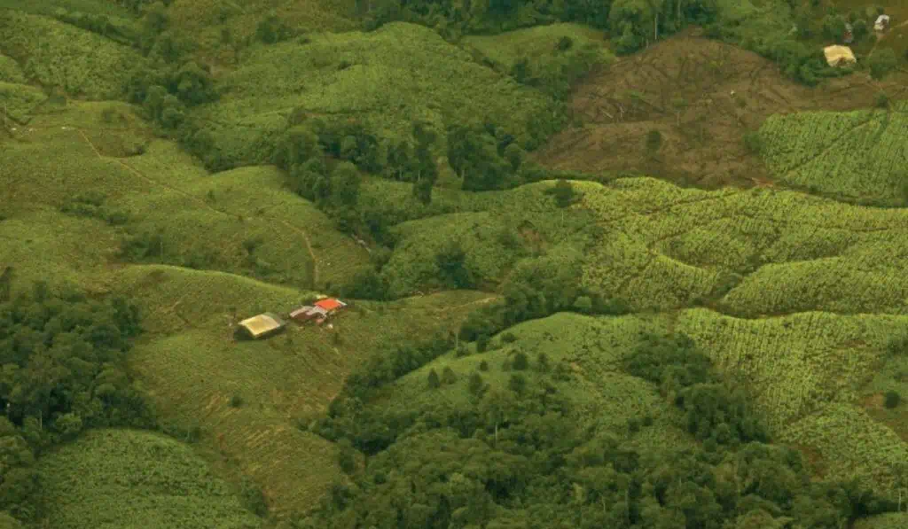 Se dispara el cultivo de coca en Colombia y volvió a ubicarse en el primer lugar a nivel mundial Colombia sigue inundada de coca: precios están cayendo en picada por sobreproducción