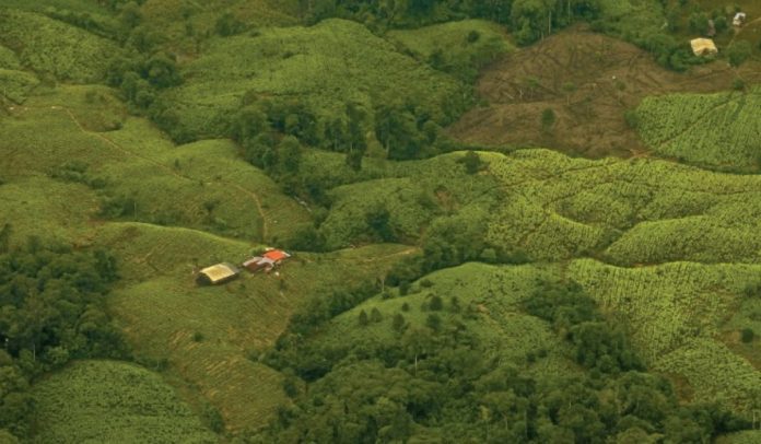 Colombia sigue inundada de coca: precios están cayendo en picada por sobreproducción