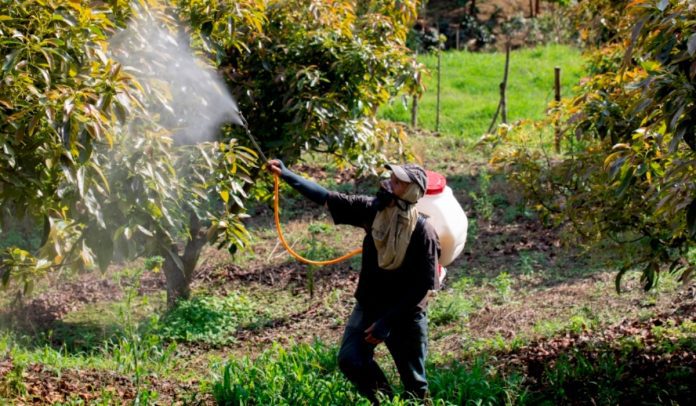 Precios al productor aumentaron en agosto.