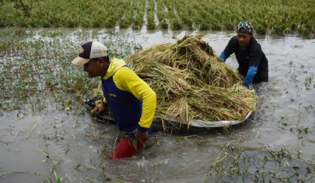 Bancóldex ofrece financiamiento de $5.000 millones para impulsar la adaptación empresarial al cambio climático Acciones para los agricultores en temporada de lluvias.