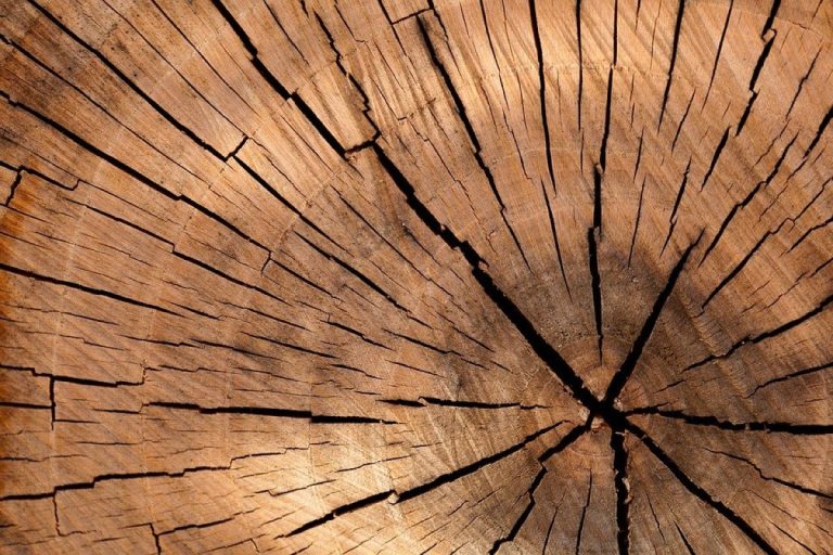 Así impactaría reforma tributaria a sectores forestal y de zonas francas en Colombia