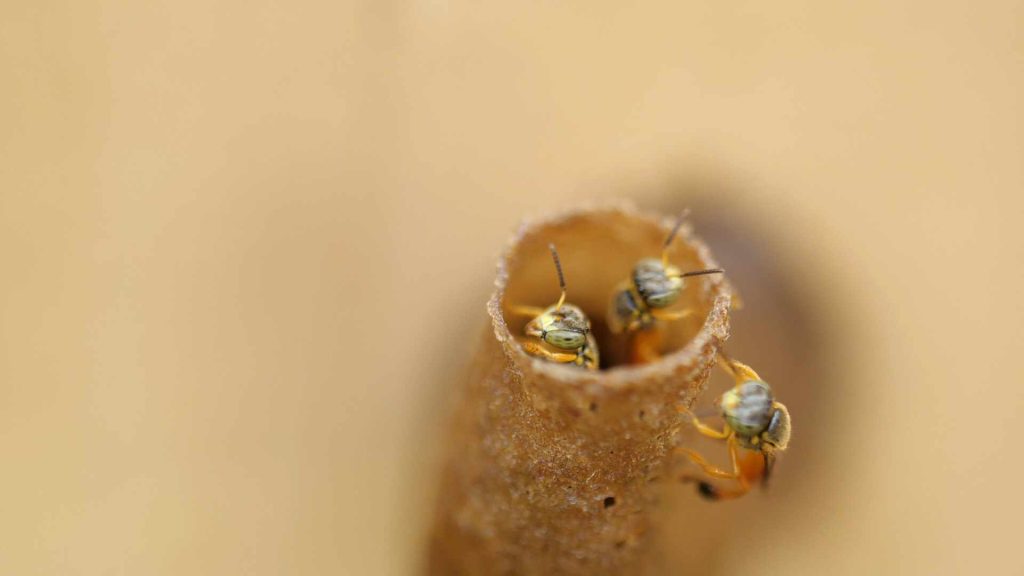 Conozca el nuevo hotel para abejas en Colombia