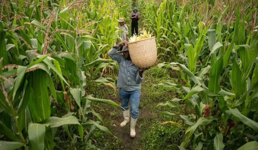 Nativa Sur, la primera cerveza de Bavaria elaborada con maíz del Valle del Cauca maíz en colombia