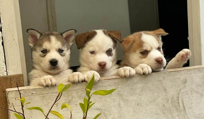 Mascotas serán embargadas en Colombia tras divorcio de dueños