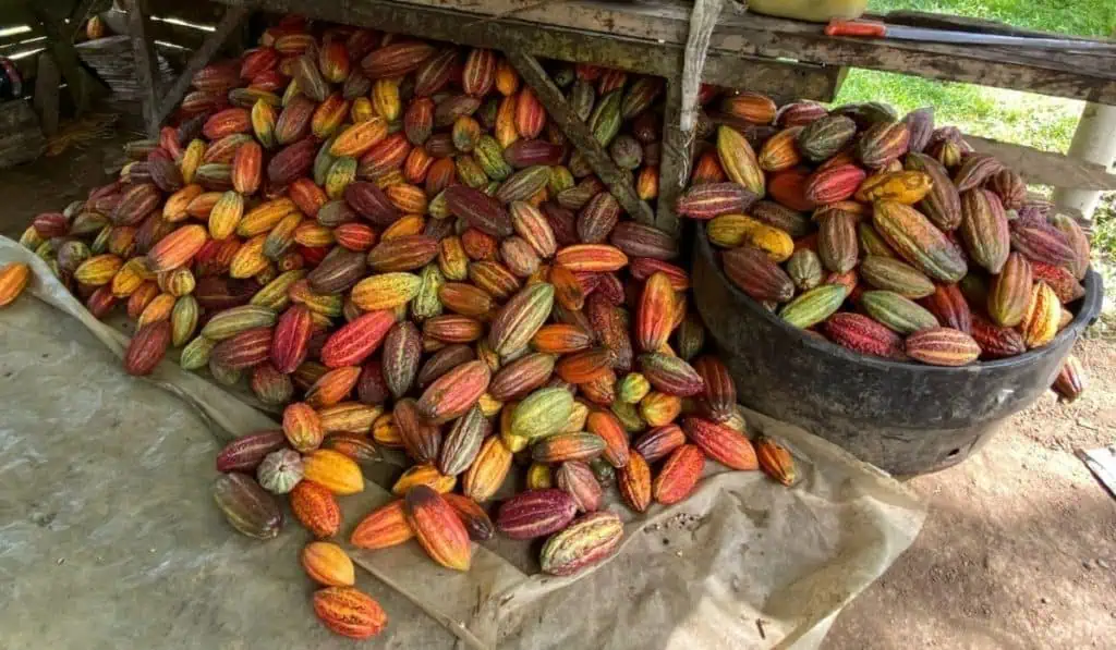 Empresas suizas le apuestan a la calidad del cacao colombiano Empresas suizas le apuestan a la calidad del cacao colombiano
