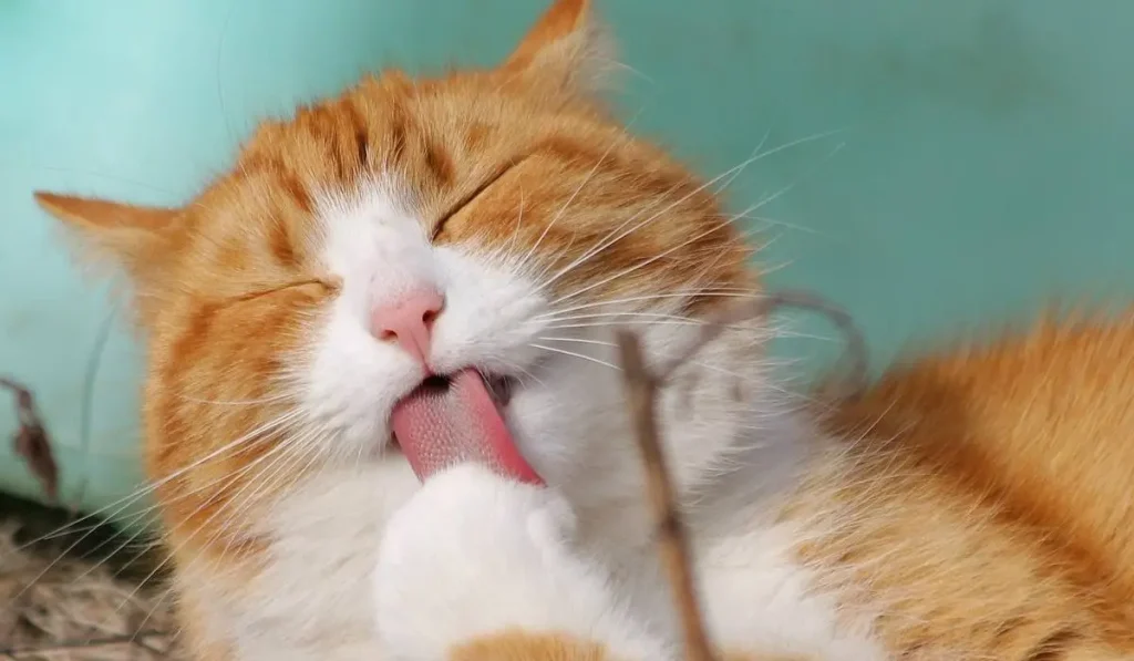 Gato.