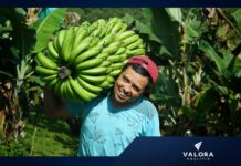 Agricultor fincas Valle del Cauca. Imagen: Cortesía Valle Agro