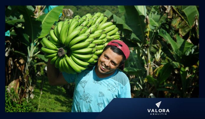 Agricultor fincas Valle del Cauca. Imagen: Cortesía Valle Agro