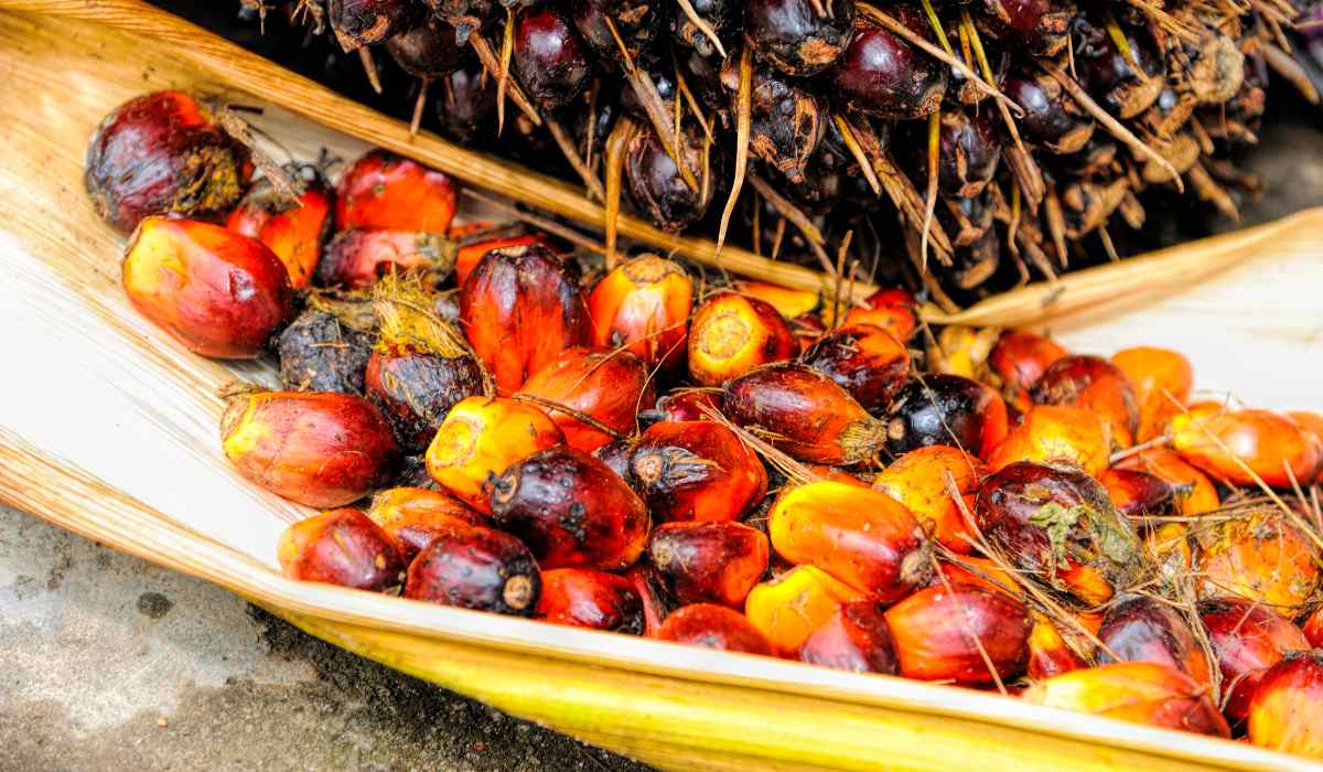 Agro en Colombia, aceite de palma, producción
