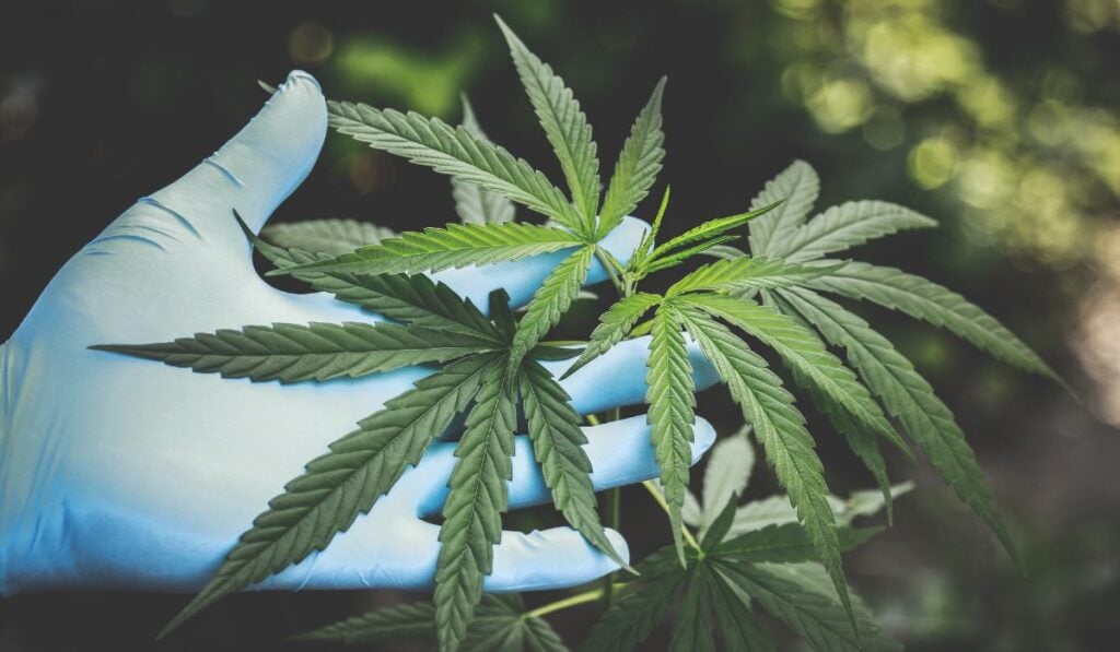 Petro pide legalizar el cannabis en Colombia