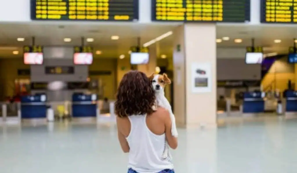 Condiciones para poder viajar con su mascota en avión desde y hacia Colombia Viaje con mascota en avión
