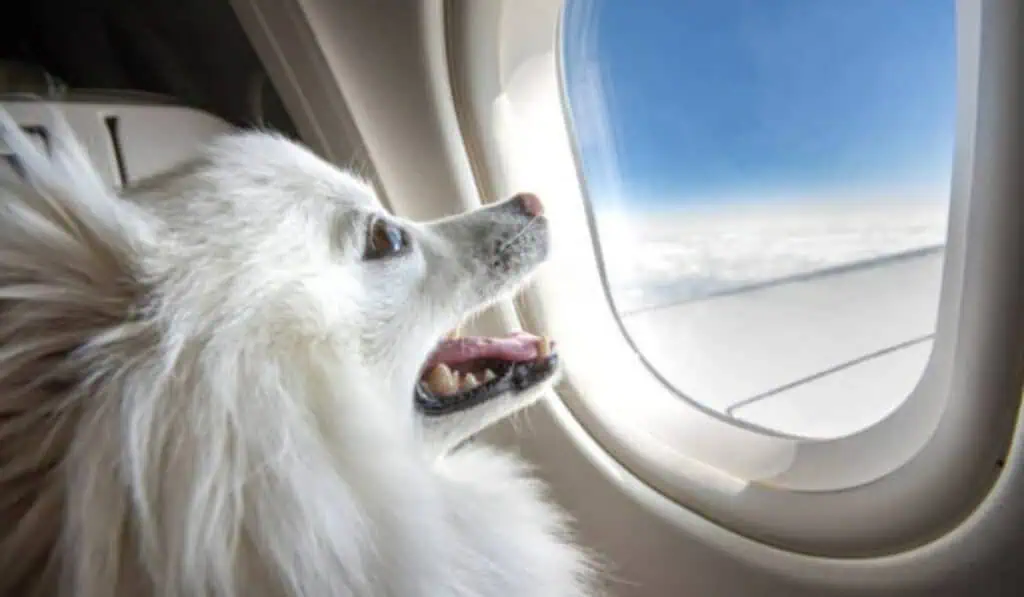 Avianca actualiza políticas de viaje con mascotas: entérese de los cambios Avianca actualizó política para vuelos con mascotas