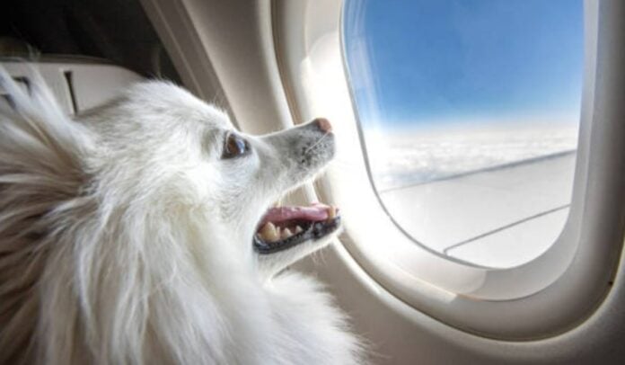 Avianca actualizó política para vuelos con mascotas
