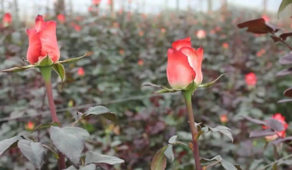 Esto representa el día de San Valentín para el comercio exterior de Colombia Flores