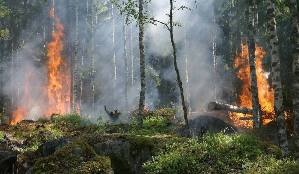 Incendios forestales