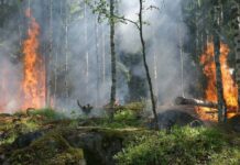 Incendios forestales