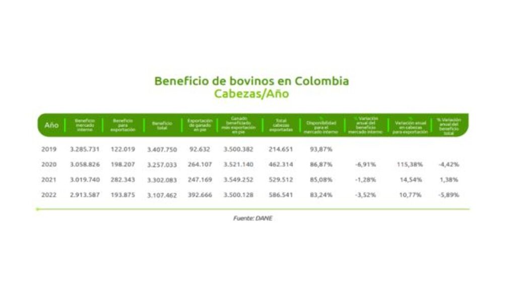 En 2022, el ganado bovino no fue suficiente para abastecer el mercado colombiano. Fuente: Colanta