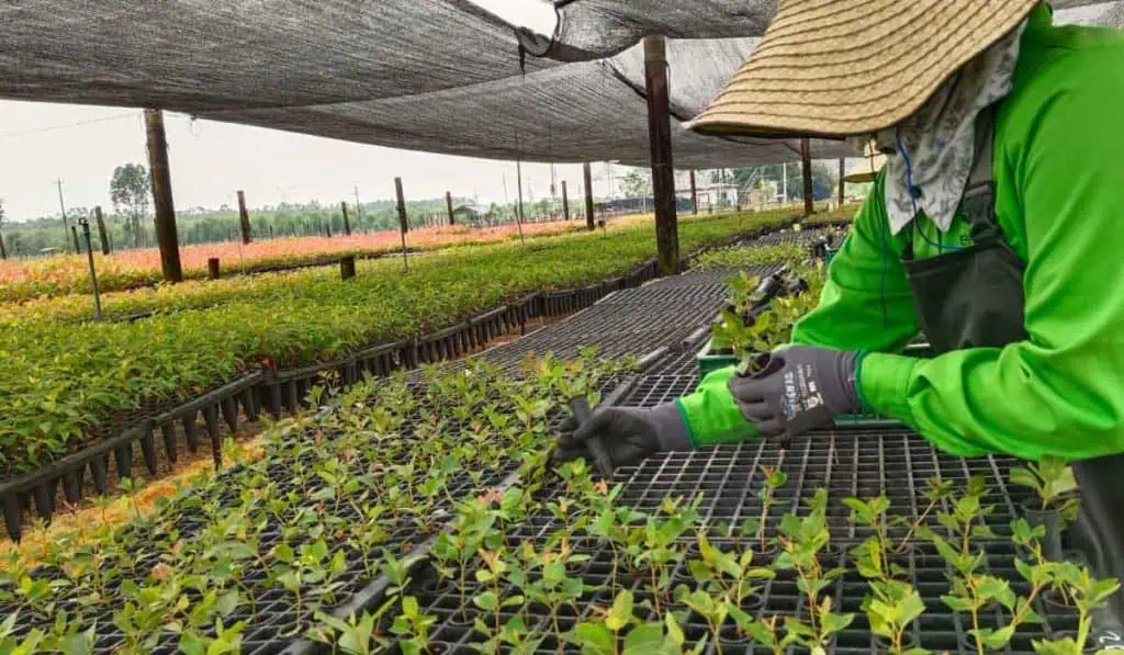 EDF Colombia le apuesta a proyecto de biomasa de 200 MW para Campo Rubiales de Ecopetrol Ecopetrol, Recofosta y EDF se unieron para la primera planta de energía a base de biomasa.