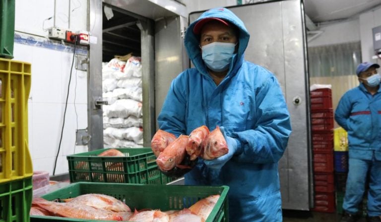 Sector pesquero llega fuerte a Semana Santa con exportaciones al alza pese a aranceles Semana Santa