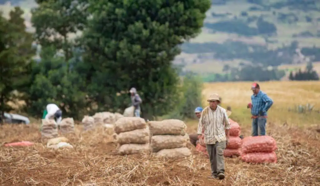 Estos fueron los alimentos que más subieron de precio en Colombia en febrero Estos fueron los alimentos que más subieron de precio en Colombia en febrero