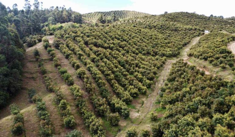 Precios al productor.