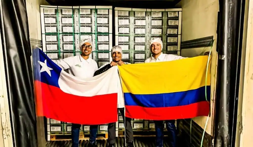 ProChile impulsa encuentro de negocios con cinco sectores estratégicos en Colombia Aguacate hass