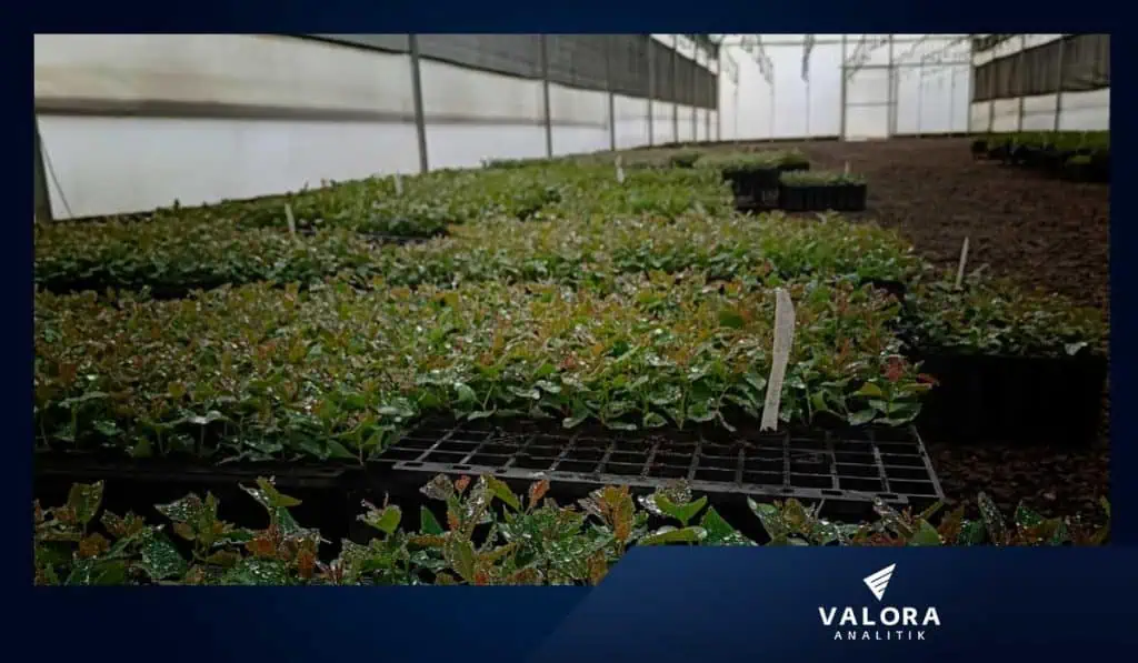 #ValoraSostenible | Acción sostenible: el foco empresarial en Colombia Reforestación