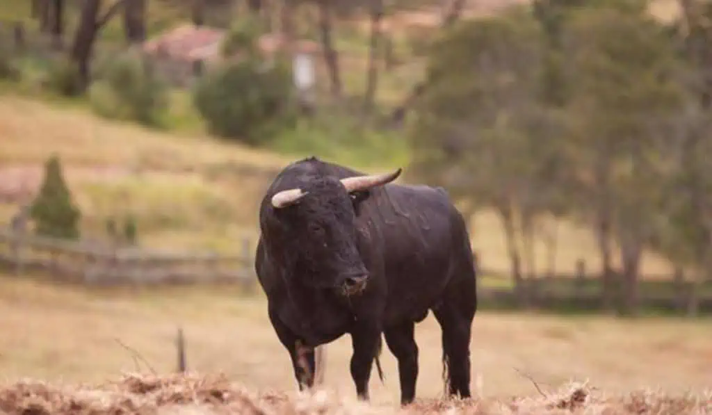 CMS Rodríguez-Azuero inicia acciones contra Felipe Rocha por caso Achury Viejo Imagen relacionasa a la ganadería Achury Viejo conocida por sus toros de lidia.