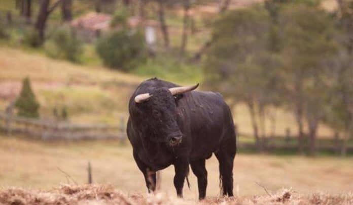 Achury-Viejo Imagen relacionasa a la ganadería Achury Viejo conocida por sus toros de lidia.