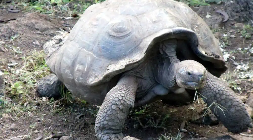 Para proteger Galápagos, Ecuador cambia deuda por naturaleza: qué significa el acuerdo Cambio de Ecuador de deuda por naturaleza servirá para la protección de las islas Galápagos