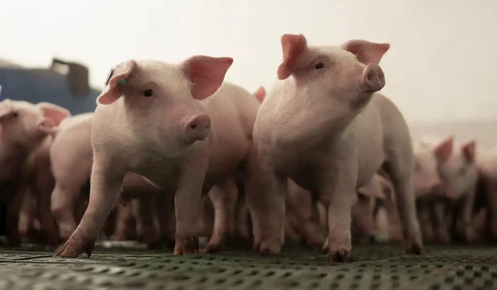 Colombia, en vías de ser el tercer productor porcícola en América Latina Colombia, en vías de ser el tercer productor porcícola en América Latina