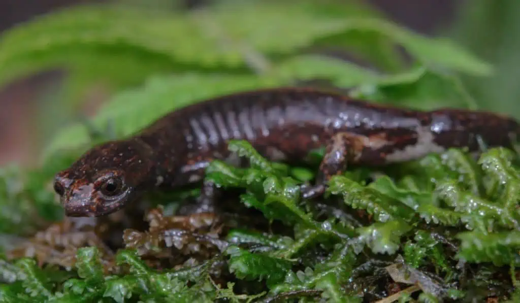 #ValoraSostenible | Fauna y medio ambiente, foco de las empresas en Colombia EPM descubre nueva especie en Cundinamarca. Imagen: cortesía EPM