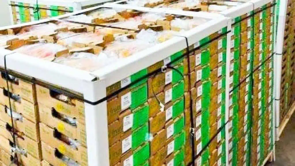Colombia exporta, por primera vez, mango de azúcar a Estados Unidos Exportación mango de azúcar a Estados Unidos