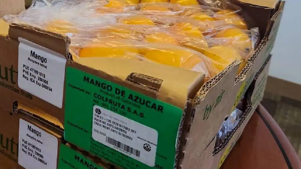 Colombia exporta, por primera vez, mango de azúcar a Estados Unidos Exportación de mango de azúcar a Estados Unidos