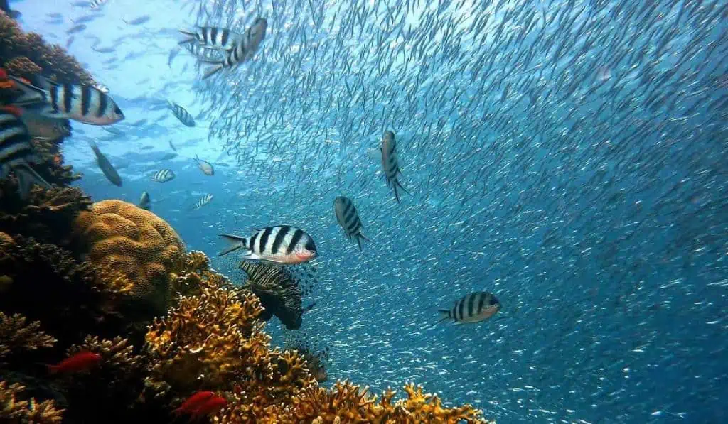 #ValoraSostenible | Las empresas en Colombia se preocupan cada vez más por el medio ambiente Arrecifes de coral