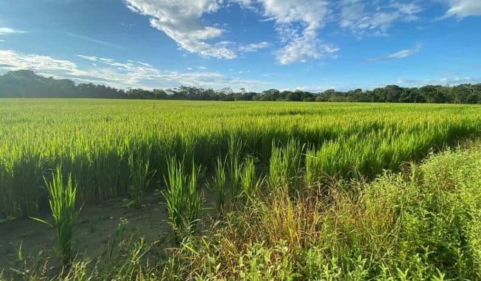 Semillas de arroz en cultivo