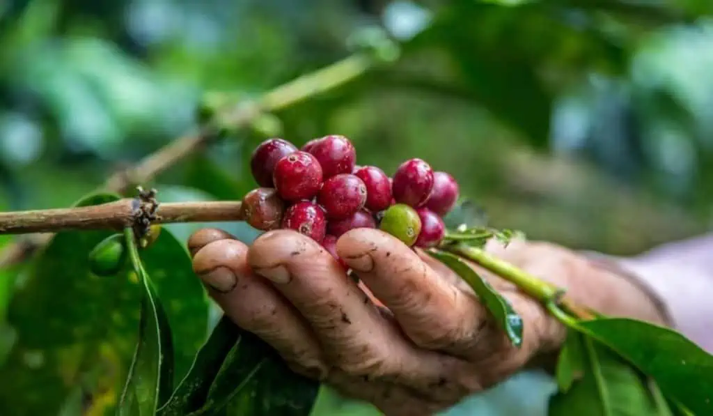 SENA anuncia $25.000 millones para emprendimientos del campo colombiano Campo colombiano