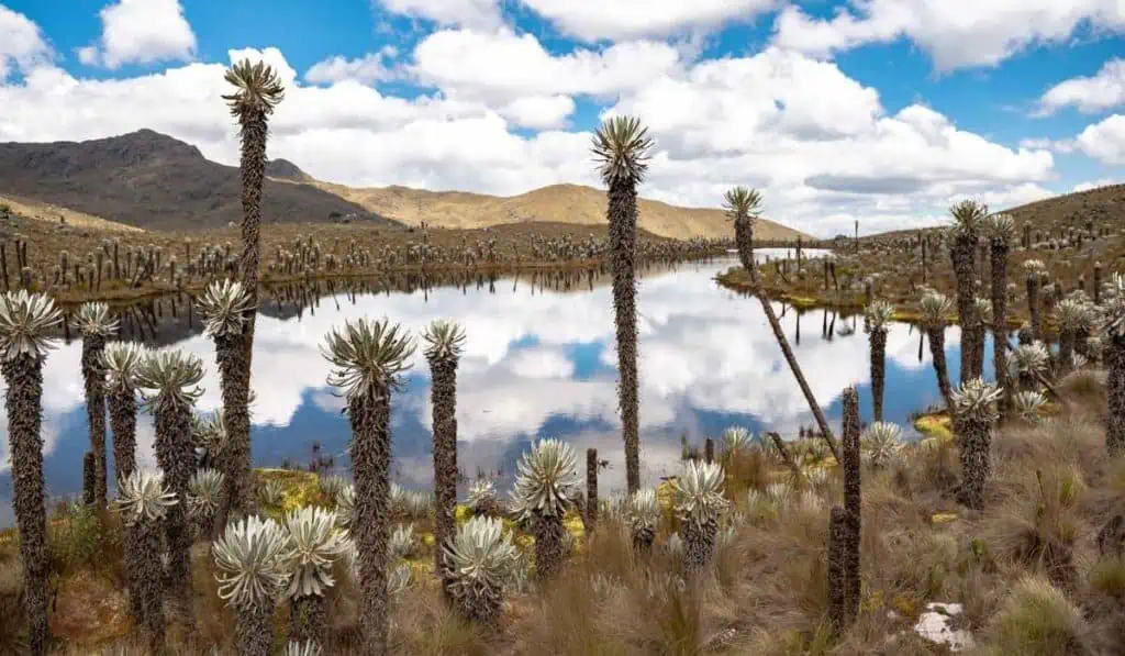 Bavaria busca emprendedores para enfrentar retos de sostenibilidad: así es la convocatoria Páramo en Colombia