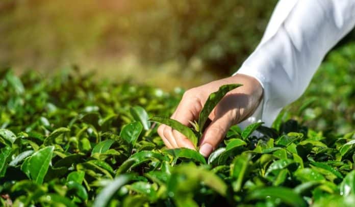 La transformación del agro es uno de los ejes clave en el PND. Foto: archivo particular KPMG.