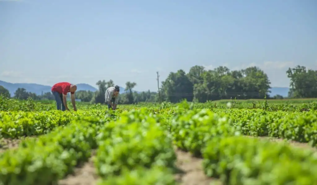 Día del campesino ¿Qué tan asegurados están los campesinos colombianos? Ley de Alivios