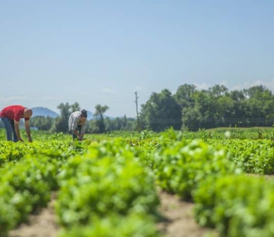 Este 2 de junio se celebra el Día del Campesino y se destaca la importancia de estar asegurados.