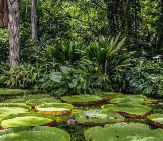 Estas son las acciones de Colombia para preservar la Amazonía