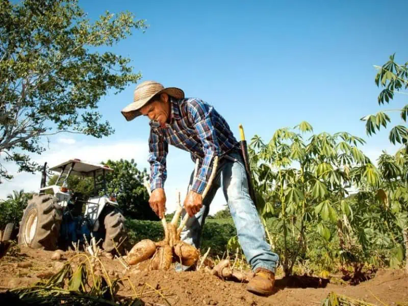 Nativa: La nueva cerveza de Bavaria, elaborada con arroz y yuca, expande su sabor por el caribe El papel de los agricultores en la nueva cerveza Nativa