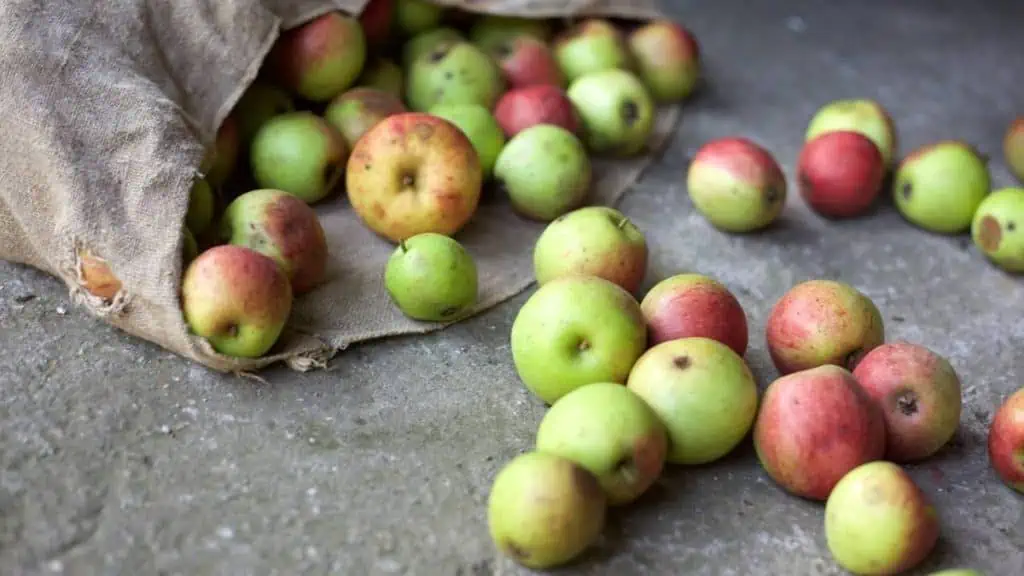 Startup chilena GoodMeal aterrizará en Colombia en agosto GoodMeal en Colombia combatirá el desperdicio de alimentos