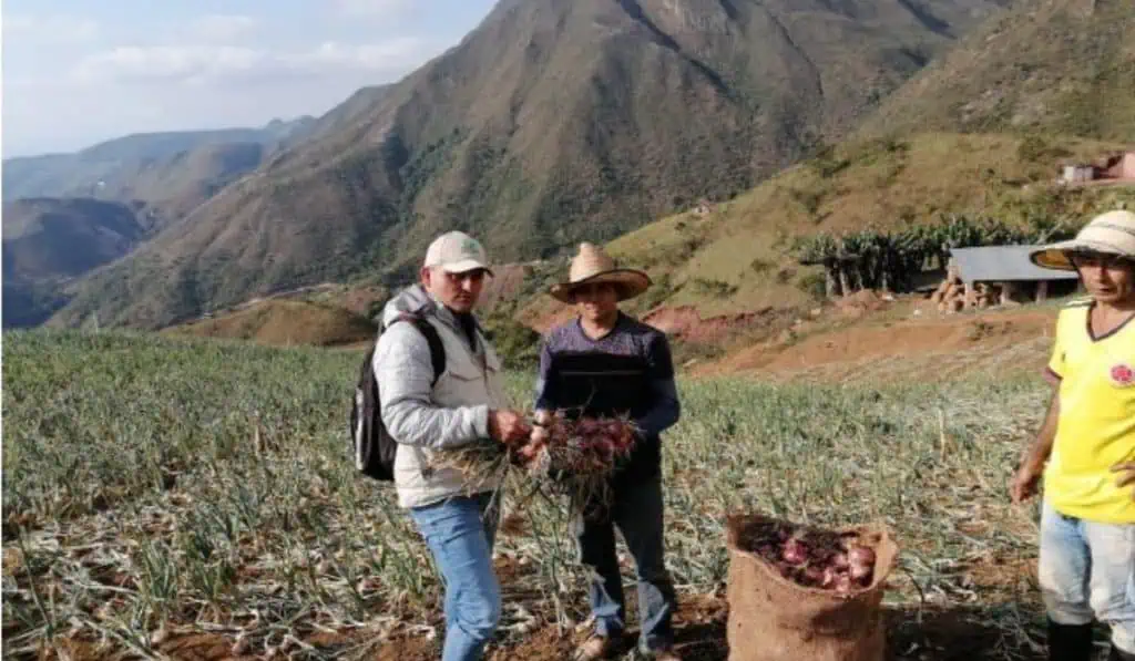 Habrá importante reducción en pago de intereses para productores del agro en Colombia Google.org y Grupo Éxito se unen para fortalecer el agro