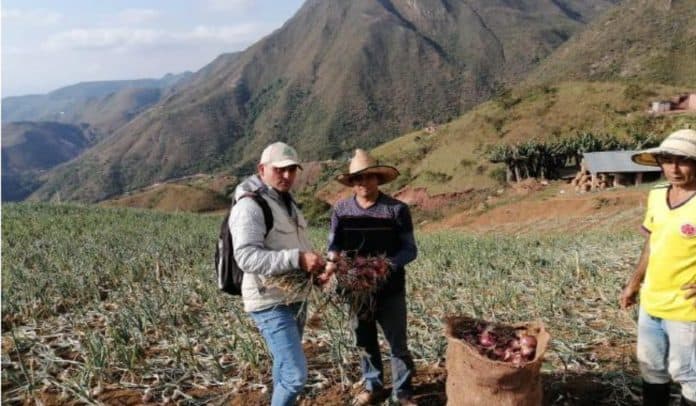 Google.org y Grupo Éxito se unen para fortalecer el agro