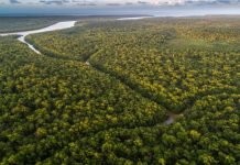 GoTrendier y Saving The Amazon se unen para combatir deforestación en el Amazonas